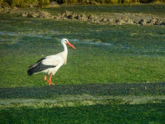 eco-tour-ria-formosa-nature
